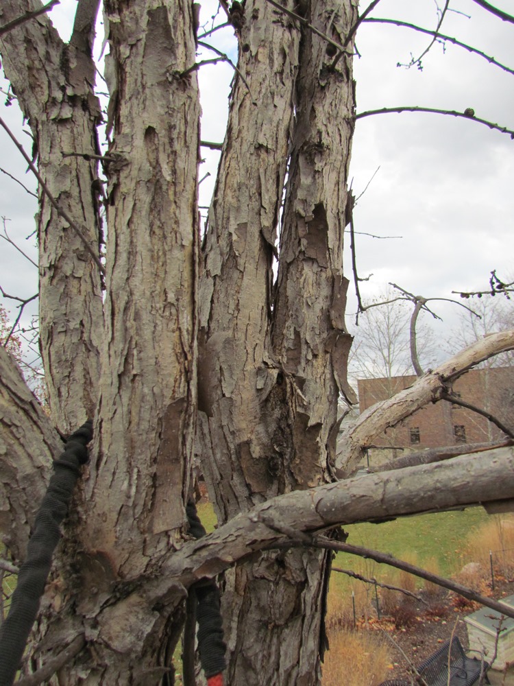 Pruning Young Oaks International Oak Society